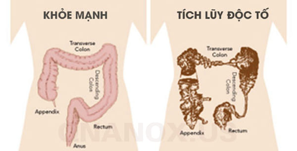 Q nano X giúp thải độc trong cơ thể