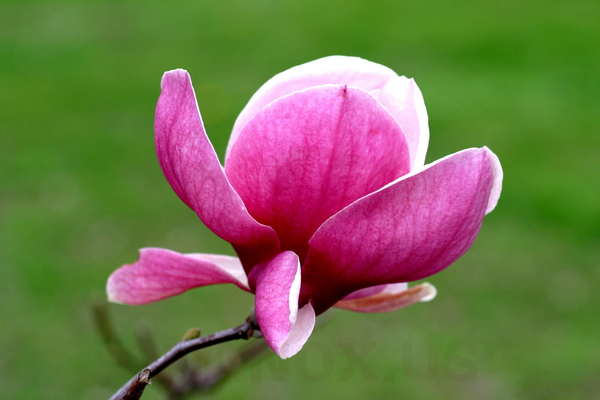 Chiết xuất hoa mộc lan (Magnolia Kobus Flower Extract) có tác dụng gì?