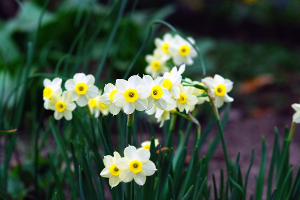 Hoa thủy tiên (Narcissus Daffodil) có công dụng gì? 