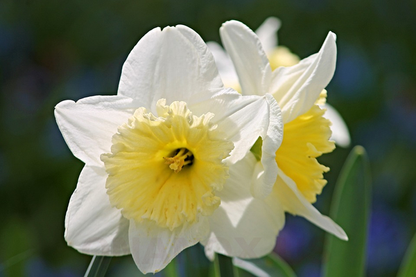 Hoa thủy tiên (Narcissus Daffodil) có công dụng gì?