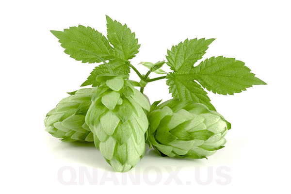 Hoa bia (Humulus Lupulus) thảo dược quý trị bệnh về da