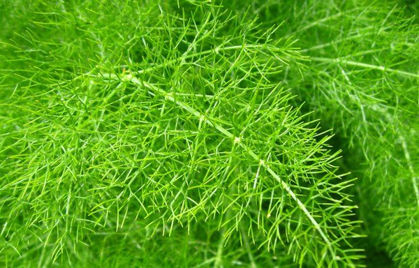 Tiểu hồi hương (Fennel) có vai trò gì trong mỹ phẩm?