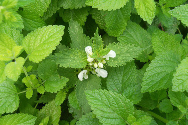 Sự góp mặt của tía tô đất (Melissa Officinalis / Lemon Balm) trong mỹ phẩm