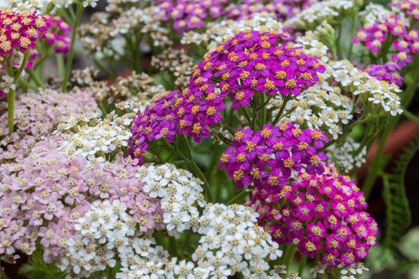 Vạn diệp (Achillea Millefolium)- hoa của sắc đẹp