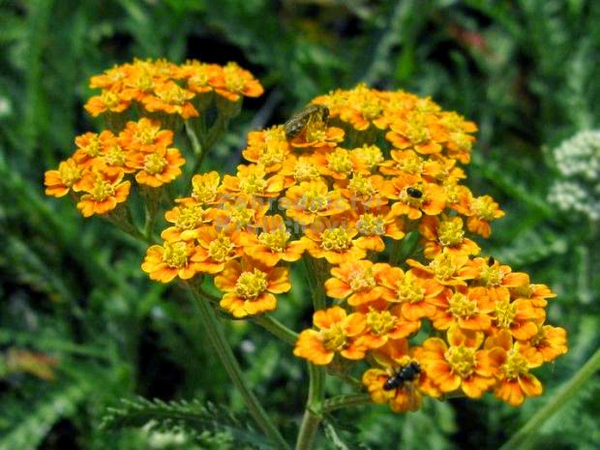 Vạn diệp (Achillea Millefolium)- hoa của sắc đẹp