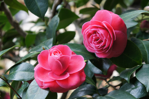 Hoa trà Nhật Bản (Camellia Japonica)